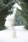 Dalmatiner im Schnee