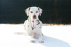 Dalmatiner im Schnee