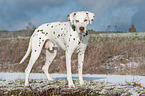 Dalmatiner im Schnee