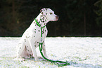 Dalmatiner im Schnee