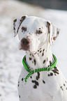 Dalmatiner im Schnee