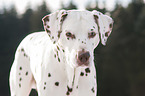 Dalmatiner Portrait