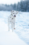 Dalmatiner im Schnee