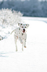 Dalmatiner im Schnee