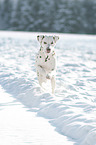 Dalmatiner im Schnee