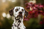 Dalmatiner Portrait