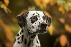 Dalmatiner Portrait