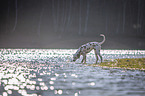 Dalmatiner am Wasser
