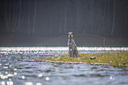 Dalmatiner am Wasser
