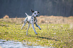 Dalmatiner am Wasser