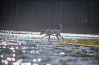 Dalmatiner am Wasser