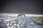 Dalmatiner am Wasser