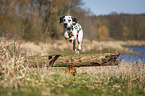 Dalmatiner springt ber Baumstamm