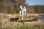 Dalmatiner springt ber Baumstamm