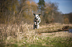 Dalmatiner springt ber Baumstamm