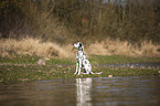 Dalmatiner am Wasser
