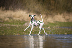 Dalmatiner am Wasser