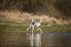 Dalmatiner am Wasser
