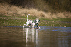 Dalmatiner am Wasser