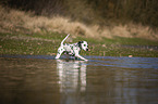 Dalmatiner am Wasser