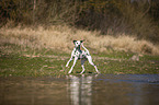 Dalmatiner am Wasser