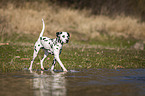 Dalmatiner am Wasser