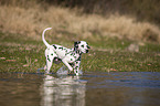 Dalmatiner am Wasser