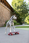 Dalmatiner mit Skateboard