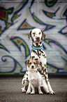 Dalmatiner und Jack Russell Terrier