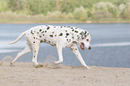 rennender alter Dalmatiner