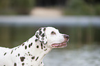 Dalmatiner Portrait