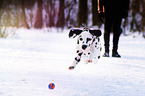 Dalmatiner im Schnee
