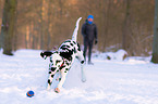 Dalmatiner im Schnee