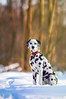 Dalmatiner im Schnee