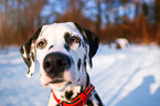 Dalmatiner Portrait