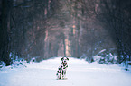 Dalmatiner im Schnee