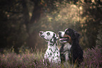 2 Hunde