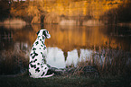 Dalmatiner im Herbst