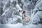 Dalmatiner im Schnee