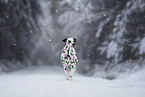 Dalmatiner im Schnee