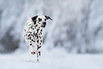 Dalmatiner im Schnee