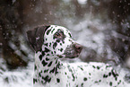 Dalmatiner im Winter