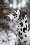 Dalmatiner im Winter