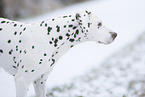 Dalmatiner im Schnee
