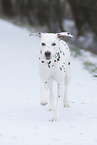 Dalmatiner im Schnee