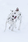 Dalmatiner im Schnee
