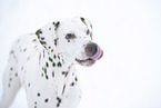 Dalmatiner im Schnee