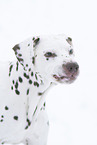 Dalmatiner im Schnee