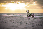 Dalmatiner am Strand