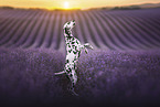Dalmatiner im Lavendel Feld